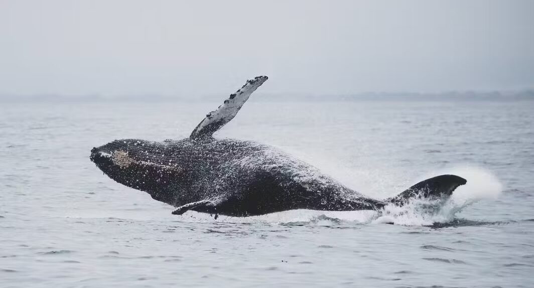 juneau alaska whale watching tours