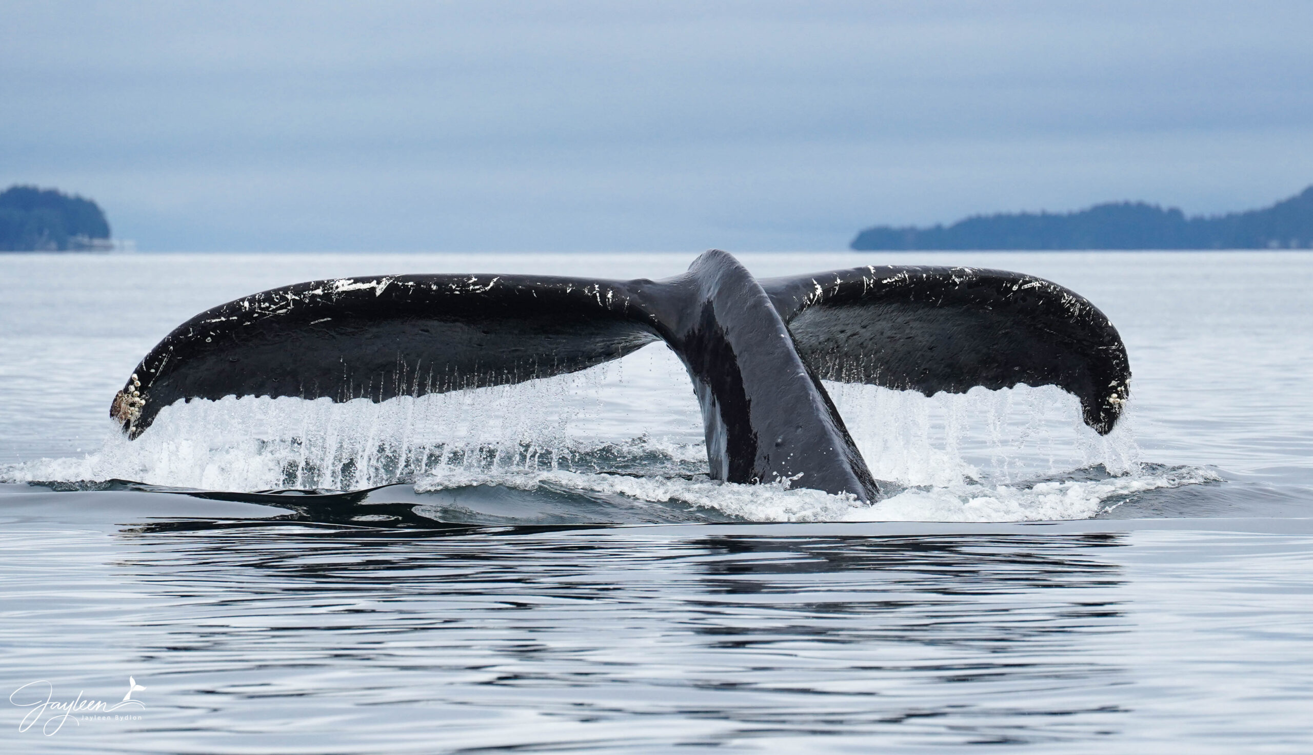 juneau alaska whale watching tours