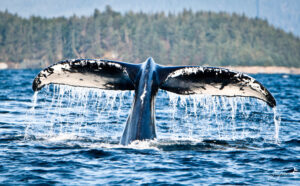 juneau alaska whale watching tours